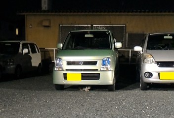 駐車場に子猫が！